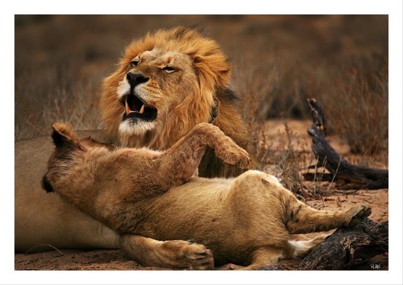 DE263 Wall décor art photographic on canvas wildlife lion and cub
